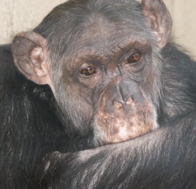 Chimp in Thought