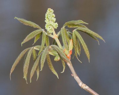 The Snow stopped and the Sun came out - Ohio Buckeye