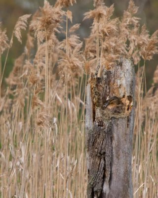 Nesting in a log - Mallard