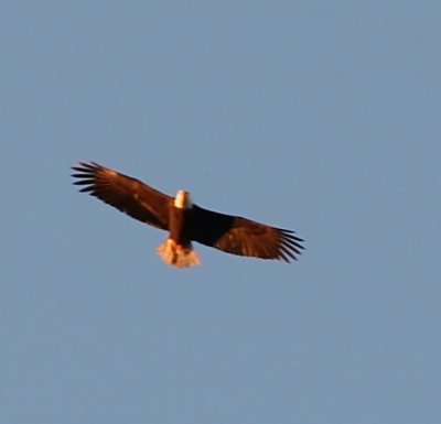 Sunlit Eagle