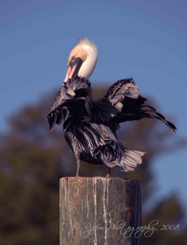 Brown Pelican Virginia Beach ,Va