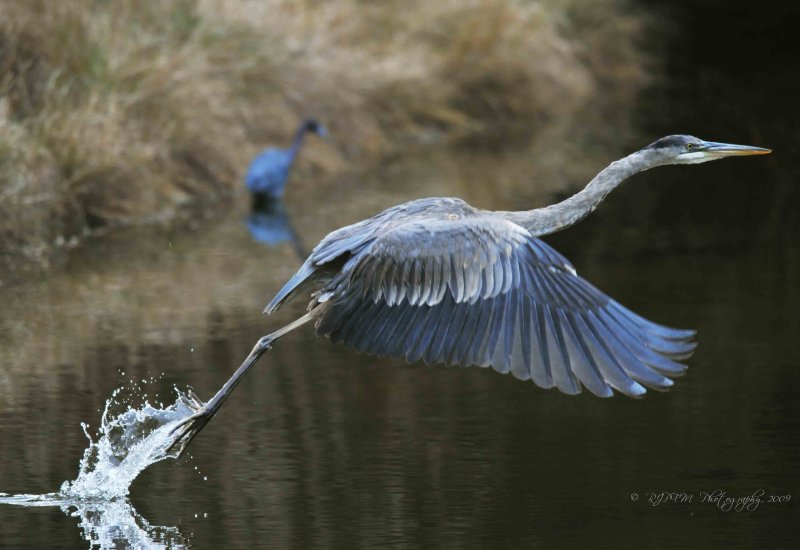 Great Blue Heron Chincoteague NWR Va