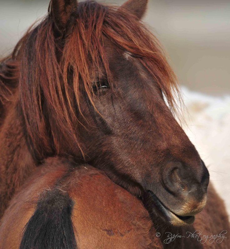 Wild Ponies Chincoteague NWR ,Va