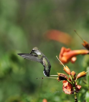 Ruby-Throated Hummingbird Huntley Meadows P Va