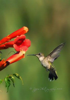 Ruby-throated Hummingbird Huntley Meadows P  Va