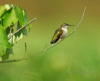Ruby-throated Hummingbird Huntley Meadows P Va