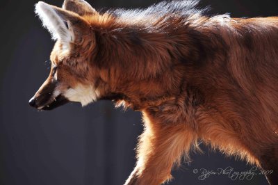 Maned Wolf DC National Zoo