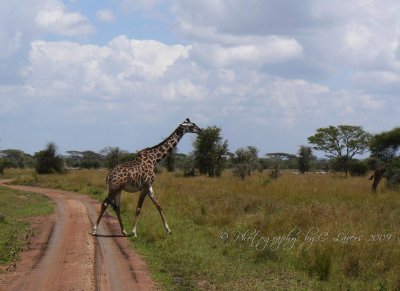 Giraffe  CL Safari  2009