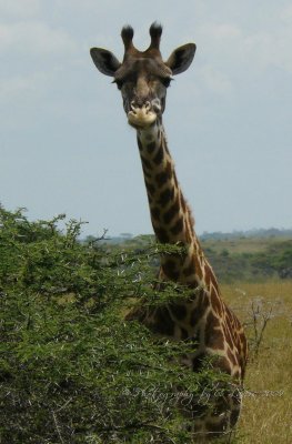  Giraffe &  Acacia tree CL Safari 2009