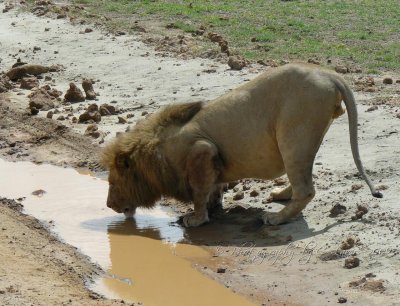 African King The water hole CL Safari 2009
