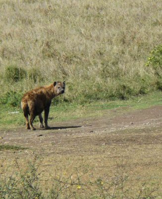Spotted Hyena  Roaming  CL Safari 2009