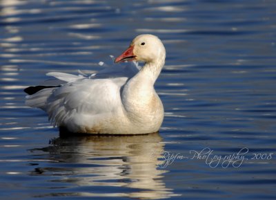 Snow Geese flock Chincoteague,Va NWR