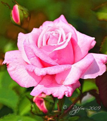  Rose Meadowlark Garden Va