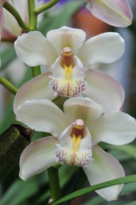 Orchid Botanical Garden WDC