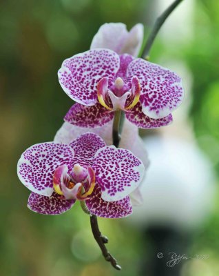  Orchid Botanical Garden WDC