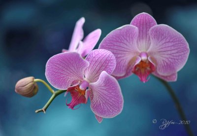  Orchid Botanical Garden WDC