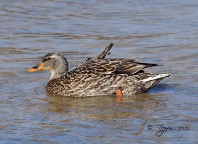 Mallard Duck (F ) Huntley Meadows RP,Va