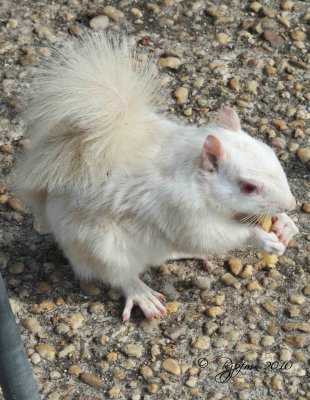 Albino Squirrel The Mall  Washington ,DC