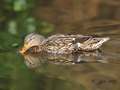 Mallard Duck Huntley Meadows RP,Va