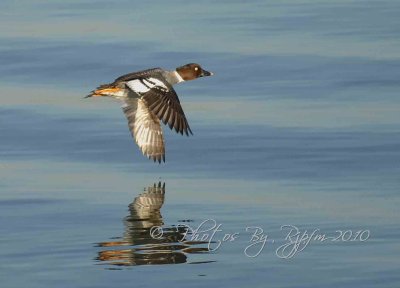 Golden Eye Duck SF Bay CA