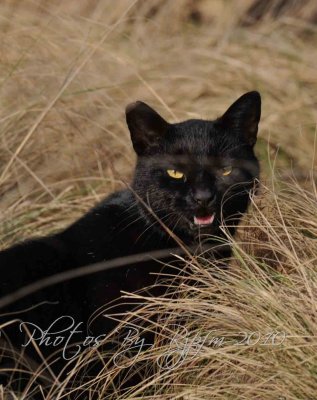 Inky Wondering    Corolla OBX NC