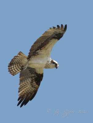  Osprey Occoquan NWR Va