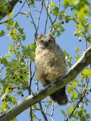 Great Horned-Owl   Inmature Occoquan NWR Va