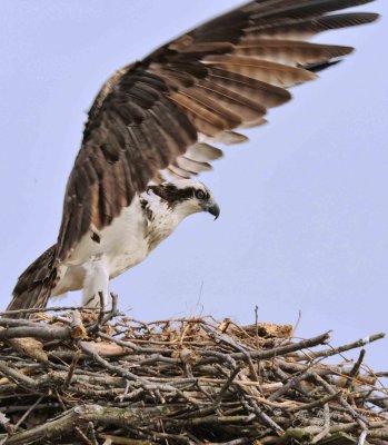 Osprey Occoquan NWR Va