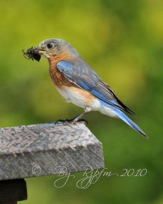  Eastern Bluebird Occoquan NWR Va
