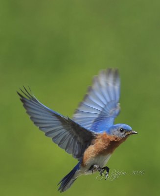 Eastern Bluebird Occoquan NWR Va