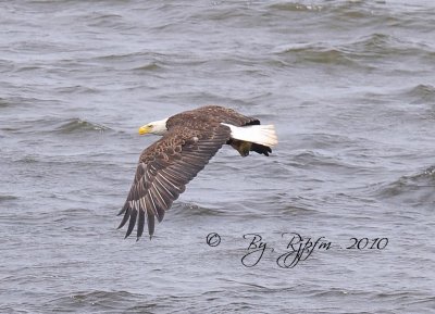 Bald Eagle  Mason Neck SPR, Va