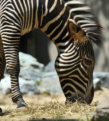  Zebra DC National Zoo