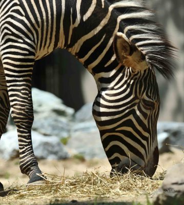 Zebra DC National Zoo