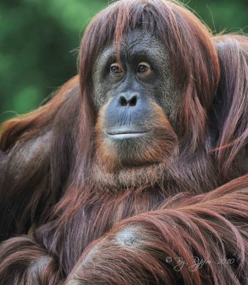 Orangutan DC  National Zoo