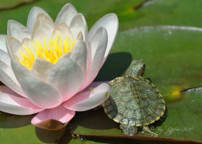 Water Lily  & Turtle DC National Zoo