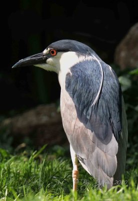 Black-crowned Night Heron DC National Zoo