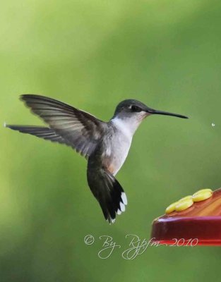 Ruby-throated Hummingbird DC National Zoo