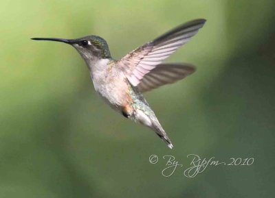 Ruby-throated Hummingbird DC National Zoo