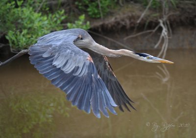 Great Blue Heron Blackwater NWR Md