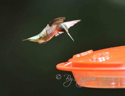 Ruby-throated Hummingbird  Huntley Meadows, Va