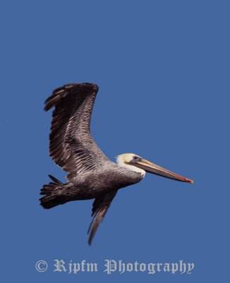 Brown Pelican Half Moon Bay, Ca