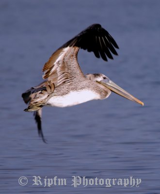 Brown Pelican Half Moon Bay, Ca