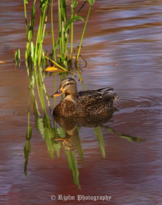 Mallard Occoquan NWR, Va