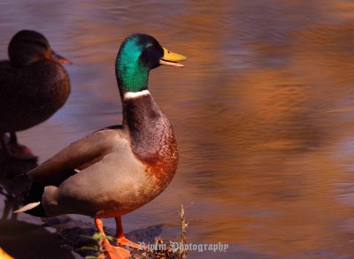 Mallard Occoquan NWR, Va