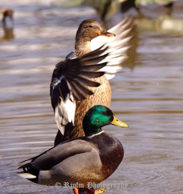 Mallards Occoquan NWR, Va