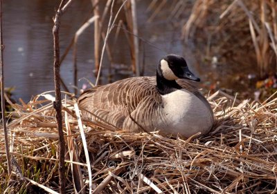 Canada GooseFemale  Nesting Huntley Meadows P Va