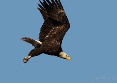 Bald Eagle Blackwater  NWR,Md