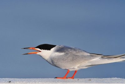 Common Tern Chincoteague NWR ,Va