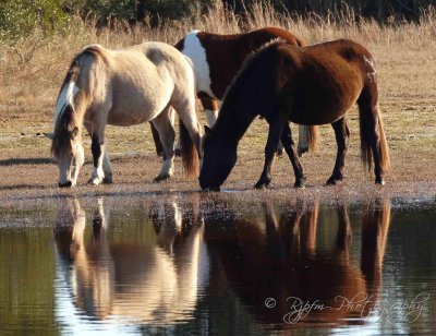 Wild Ponies Chincoteague NWR,Va