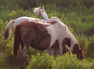Wild Ponies & Cattle Egret Chincoteague NWR,Va